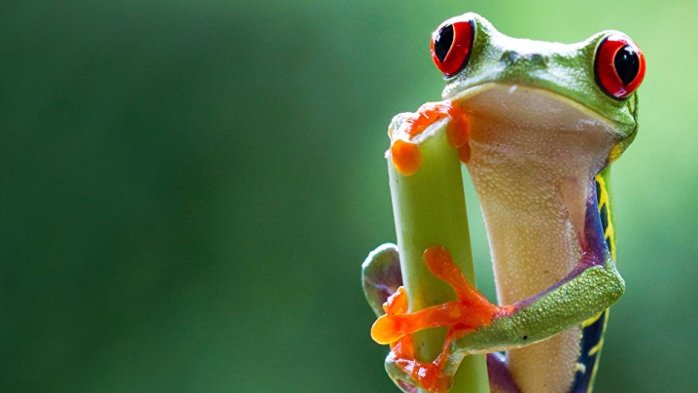 detail Zázračná planeta II - 4K Ultra HD Blu-ray + Blu-ray 4BD (bez CZ)