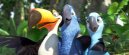 náhled Rio - Blu-ray 3D+2D (2BD)