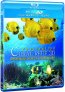 náhled Korálový útes: Tajemné světy pod hladinou - Blu-ray 3D + 2D (1BD)